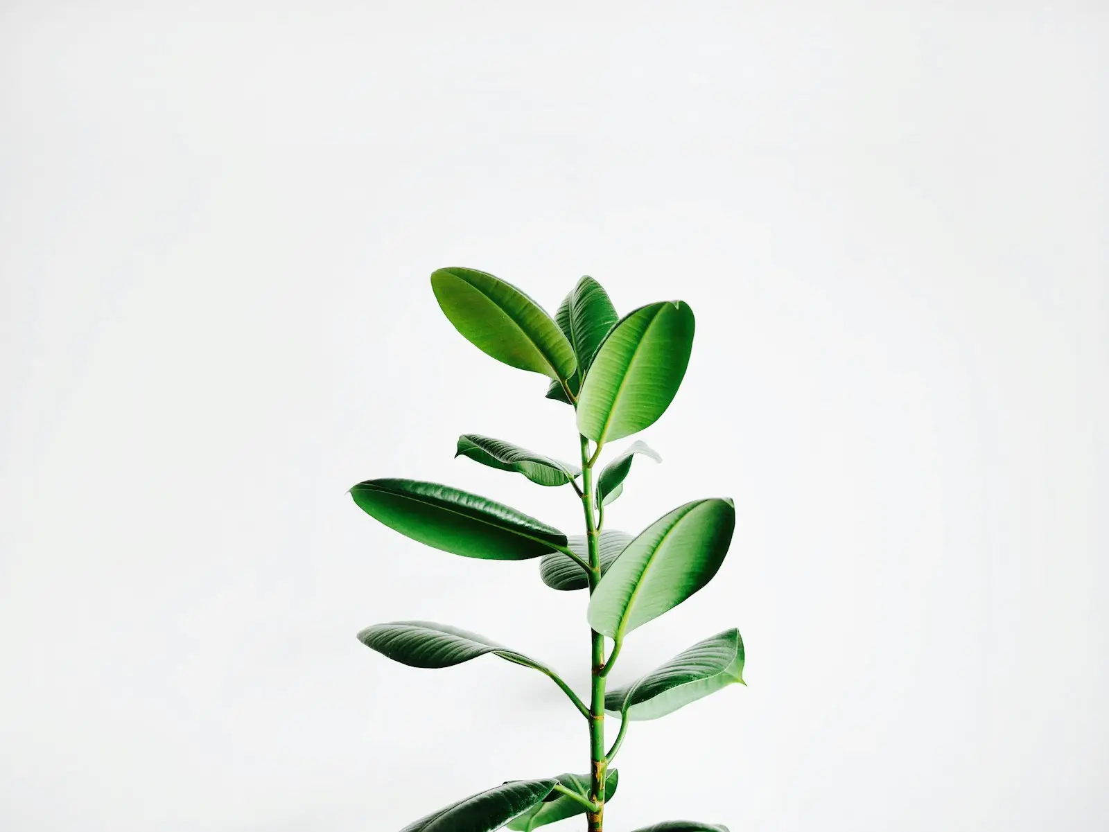 A young green plant against a light background